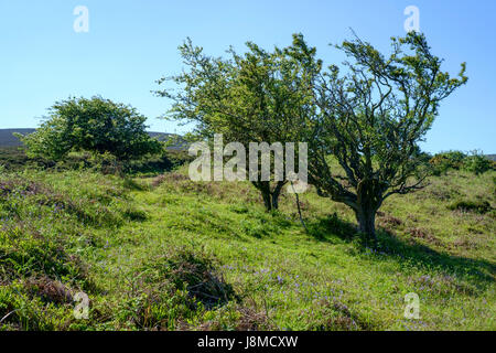 Um Exmoore Nationalpark Devon England UK Crook Horn Hill Stockfoto