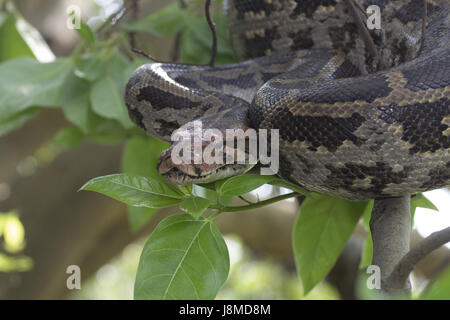 Indian Rock Python. python molurus molurus, nicht giftig. selten. namens 'ajgar" in Hindi. Stockfoto