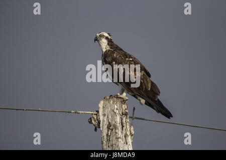 Fischadler sitzt auf der Pole. Pandion Haliaetus, auch genannt Fisch Adler oder Sea hawk Stockfoto