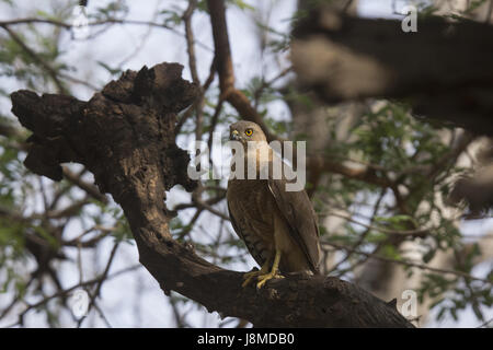 Shikra, Accipiter badius Stockfoto