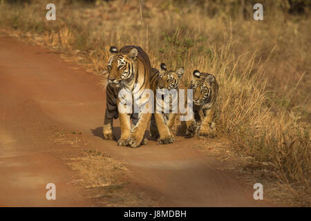 Tiger, Panthera Tigris. Hirdinala Weibchen mit jungen. Tadoba Tiger Reserve, Chandrapur Bezirk, Maharashtra Stockfoto