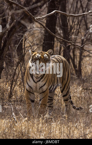 Tiger, Panthera Tigris. Pfeilspitze, Ranthambhore Tiger Reserve, Rajasthan, Indien Stockfoto