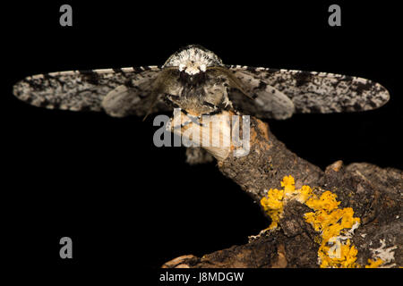 Birkenspanner (Biston Betularia) Kopf auf. Britische Insekt, Biologiestudenten, in der Familie Geometridae vertraut Stockfoto