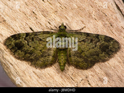 Grüne Mops (Pasiphila Rectangulata) Motte. Britische Insekt in der Familie Geometridae, Geometer Motten, in Ruhe auf Holz Stockfoto