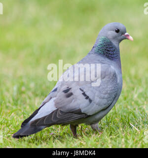 Eine Hohltaube (Columba Oenas) in einem UK-Garten Stockfoto