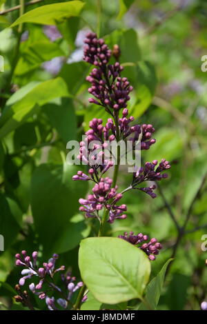 Gemeinsamen lila Blume auf Baum, Syringa vulgaris Stockfoto