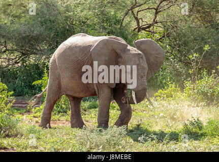 Afrikanischer Elefant Sub Erwachsener mit seinem Bein, harten Rasen und Weiden zu verdrängen Stockfoto