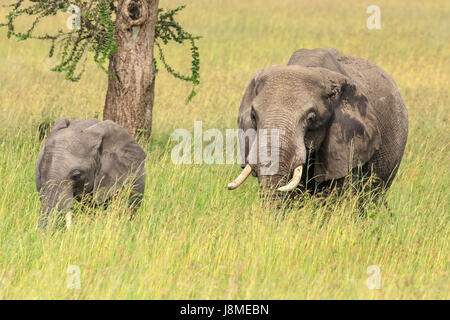 Ein afrikanischer Elefant-Mutter mit ein Kalb Weiden Stockfoto