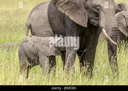 Eine winzige Wochen alt afrikanischer Elefant Kalb ernährt sich von seiner Mutter Stockfoto