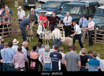 Die 64. Tan Hill Open Swaledale Schafen Show statt der Tan Hill Inn, North Yorkshire, Mai 2017. Schafe in den Ring zu urteilen. Stockfoto