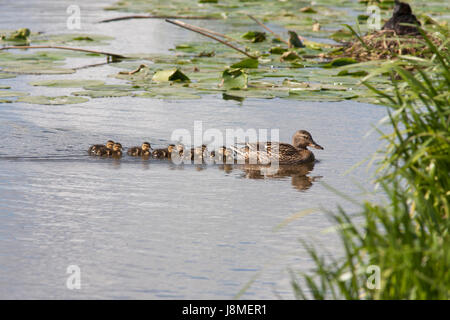 Ente mit Kindern in Ekeby Feuchtgebiet Eskilstuna 2017 Stockfoto