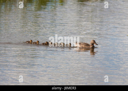 Ente mit Kindern in Ekeby Feuchtgebiet Eskilstuna 2017 Stockfoto