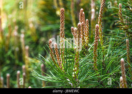 Junge Triebe blühen im Garten, Frühling Zeit aus Kiefer. Stockfoto