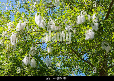 Pollen auf Pappeln Stockfoto