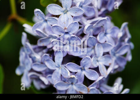 Syringa Vulgaris, Nahaufnahme.  Blasse blaue Varietät von Flieder. Wachsartige Blätter ähneln Porzellan bei Nässe mit Regen. Stockfoto