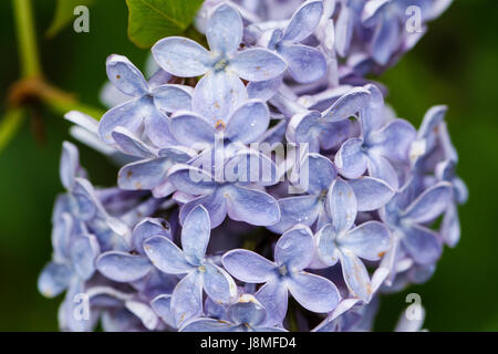 Syringa Vulgaris, Nahaufnahme.  Blasse blaue Varietät von Flieder. Wachsartige Blätter ähneln Porzellan bei Nässe mit Regen. Stockfoto