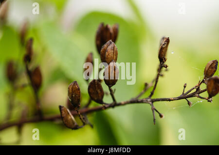 Syringa Vulgaris.  Lila Rebsorte.  Nahaufnahme von Brown, wies ovale Samenkapseln auf ein Fliederbusch, kurz nach einem Regen Sturm. Stockfoto