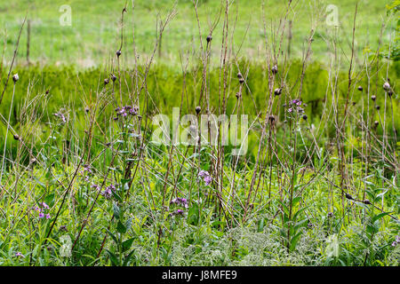 Kugeln auf getrocknete Goldrute Pflanzen sind ein Beweis für Gall fliegen Befall. Gall Larven Winter über in die Runde Häuser, die sie erstellen, indem Sie wühlen in Stängel. Stockfoto