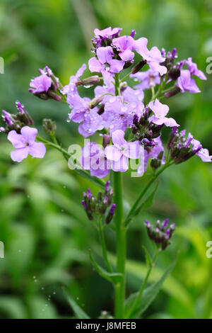 Hesperis Matronalis. Nahaufnahme der Dame-Rakete auf einem ländlichen Weg.  Blassen lila Blumen und Blütenblätter im Aussehen ähnlich wie Phlox. Stockfoto