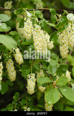 Reitens. Strauch trägt Massen von weißen Blüten in langen Trauben mit Blick auf kleine reife Kirschen, gekochte Frucht ist essbar, Blätter & Stiele sind giftig. Stockfoto