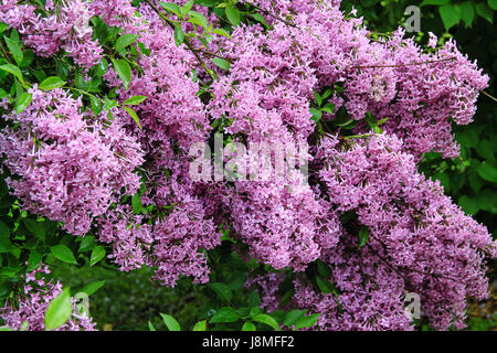 Syringa Vulgaris. Lila Rebsorte.  Warkworth Lilac Festival. Reiche Blüte lila mit blass lila Blüten. Stockfoto