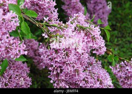 Syringa Vulgaris. Lila Rebsorte.  Warkworth Lilac Festival. Reiche Blüte lila mit blass lila Blüten. Stockfoto