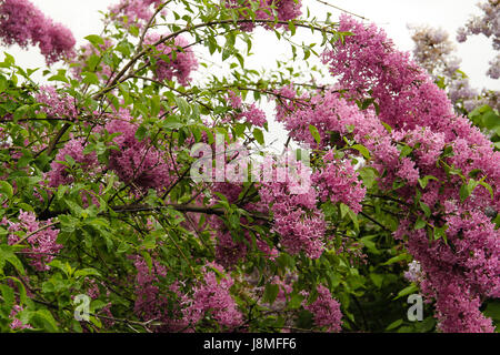 Syringa Vulgaris, Rebsorte, lila Baum. Eine hohe Blüte lila Strauch mit Zweige bilden Bögen aus das schiere Gewicht der Massen von lila Blüten. Stockfoto