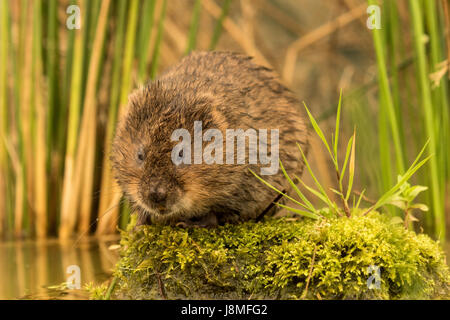 Arvicola amphibisch, ((ehemals Arvicola Terrestris), europäische oder Northern Schermaus Stockfoto