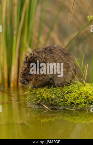 Arvicola amphibisch, ((ehemals Arvicola Terrestris), europäische oder Northern Schermaus Stockfoto