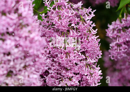 Syringa Vulgaris. Lila Rebsorte.  Warkworth Lilac Festival. Reiche Blüte lila mit blass lila Blüten. Nahaufnahme von einem einzigen fließenden Kopf. Stockfoto