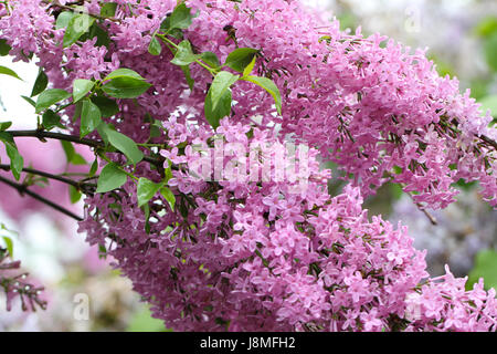 Syringa Vulgaris, Rebsorte. Lila Blüten. Üppig blühende Zweige sind voll von blass rosa-lila Blüten auf dem Warkworth Lilac Festival. Stockfoto