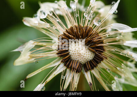 Still-Leben. Leiter der Reifen Löwenzahn nach dem Regen Wassertropfen von feinen Härchen in der Schwebe gehalten. Stockfoto