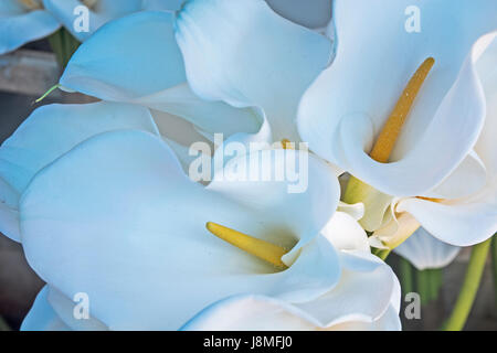 Calla Blumen ausgesetzt Markt Blumen verzaubert und Verkauf erwarten. Stockfoto