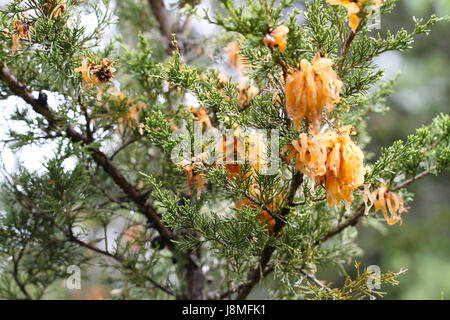 Eine alien-Invasion? Reife Zeder Apple Rost zeigt gallertartige orange Ranken nach einem Regenschauer im Frühling. Sporen schädlich für alle nahe gelegenen Apfelbäume. Stockfoto