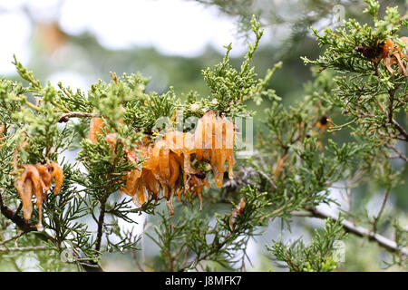 Eine alien-Invasion? Reife Zeder Apple Rost zeigt gallertartige orange Ranken nach einem Regenschauer im Frühling. Sporen schädlich für alle nahe gelegenen Apfelbäume. Stockfoto