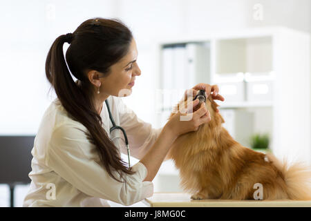 Weibliche Tierarzt untersuchen Zähne Spitz Hund in Klinik Stockfoto