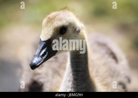 Branta Canadensis.  Eine junge Kanadagans ruht aufmerksam in einem Naturschutzgebiet in Ontario. Stockfoto