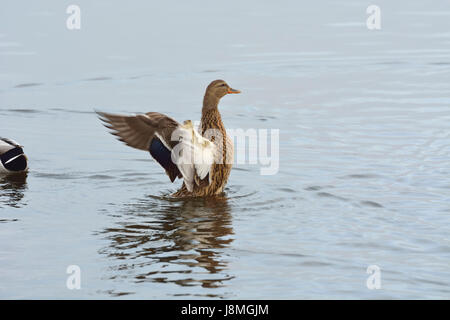 Eine Wildente weiblich (Anas Platyrhynchos). Mira Lagune, Portugal Stockfoto