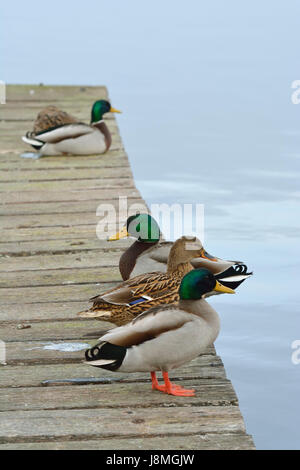 Stockente (Anas Platyrhynchos). Mira Lagune, Portugal Stockfoto