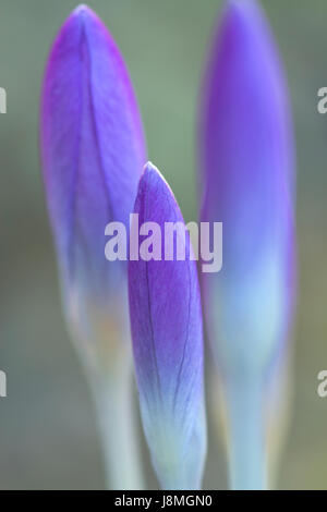 Aufstrebende Krokusblüte Stockfoto