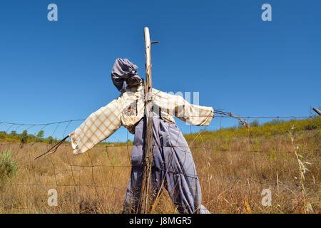 Vogelscheuche in einem Kornfeld. Beira Baixa, Portugal Stockfoto