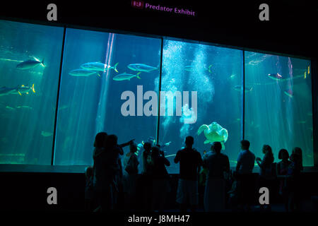 Kapstadt, Südafrika - 1. Februar, 2015: Leute die tropische Fische im Aquarium der zwei Ozeane in Kapstadt zu bewundern. Stockfoto