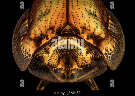 Frontalansicht eines goldenen Schildkröte-Käfers. Die Goldene Schildkröte Käfer ist eine Art des Käfers in der Blatt-Käfer-Familie, ursprünglich aus Amerika Stockfoto