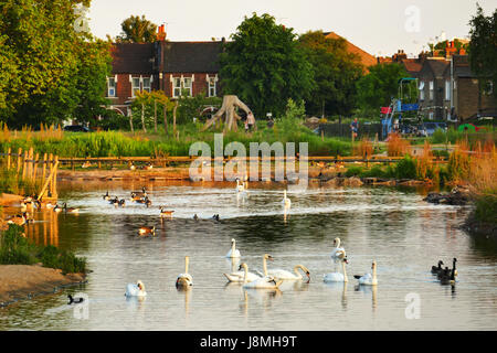 Schwäne, Enten und Gänse auf Jubiläums-Teich. Wanstead Wohnungen, London E7 mit den Häusern von Sidney Straße im Hintergrund. Stockfoto