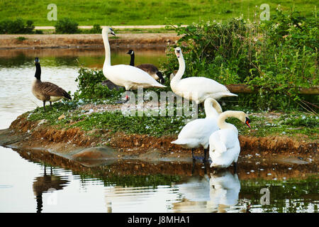 Schwäne und Gänse auf einer Insel im Jubilee Teich Wanstead Wohnungen, Forest Gate, London E7 Stockfoto