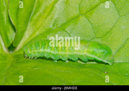 Caterpillar Winkel Schattierungen Moth Stockfoto