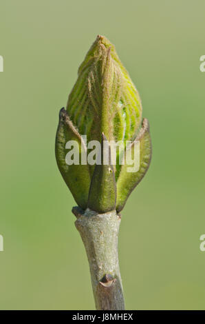 Gemeinsame Esche (Fraxinus excelsior) Stockfoto