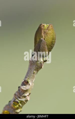 Gemeine Esche (Fraxinus Excelsior) im Keim zu ersticken Stockfoto