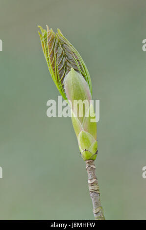 Gemeinsame Esche (Fraxinus excelsior) Bud Platzen Stockfoto