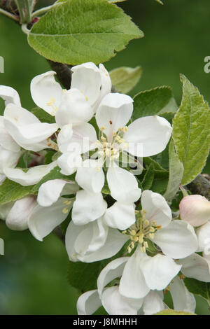 Malus Domestica Apfel "Worcester Pearmain' in voller Blüte in einem englischen Obstgarten an einem sonnigen Tag im Mai, England UK Stockfoto